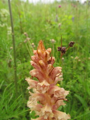 Orobanche elatior