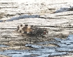 Pseudotephritis vau