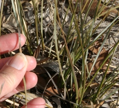 Lomandra effusa