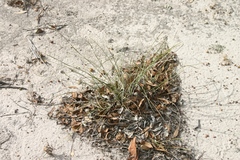 Lomandra effusa