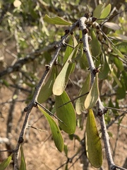 Gymnosporia glaucophylla