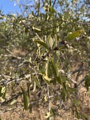 Gymnosporia glaucophylla