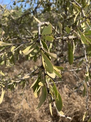 Gymnosporia glaucophylla