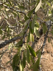 Gymnosporia glaucophylla