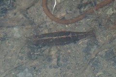 Caridina weberi