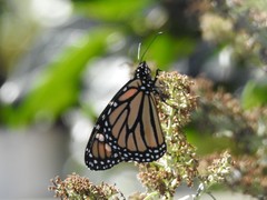 Danaus plexippus