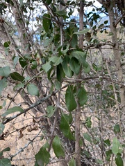 Plectroniella armata