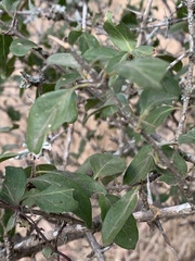 Plectroniella armata