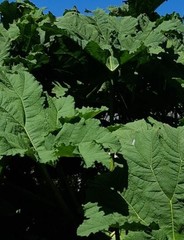 Gunnera manicata