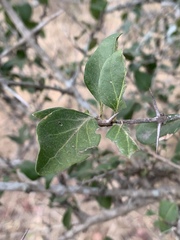 Plectroniella armata