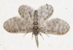 Nallachius americanus