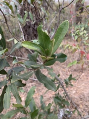Euclea natalensis angustifolia
