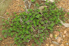 Stylidium adnatum