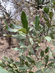 Euclea natalensis angustifolia