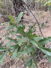 Euclea natalensis angustifolia