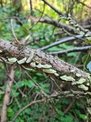 Cerrena unicolor