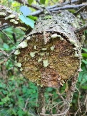 Cerrena unicolor