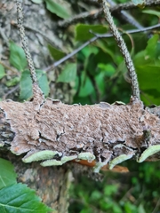 Cerrena unicolor