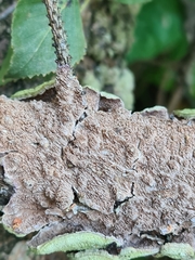 Cerrena unicolor
