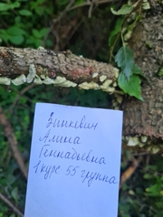 Cerrena unicolor