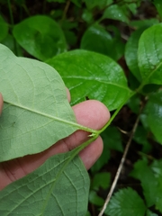 Lonicera hirsuta