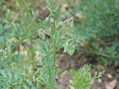 Vicia lens