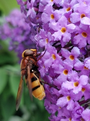 Volucella zonaria