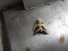 Phalera flavescens