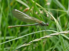 Calopteryx splendens