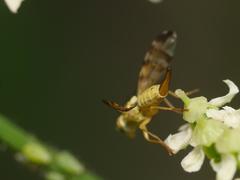 Terellia tussilaginis