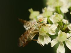 Terellia tussilaginis