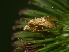Terellia tussilaginis