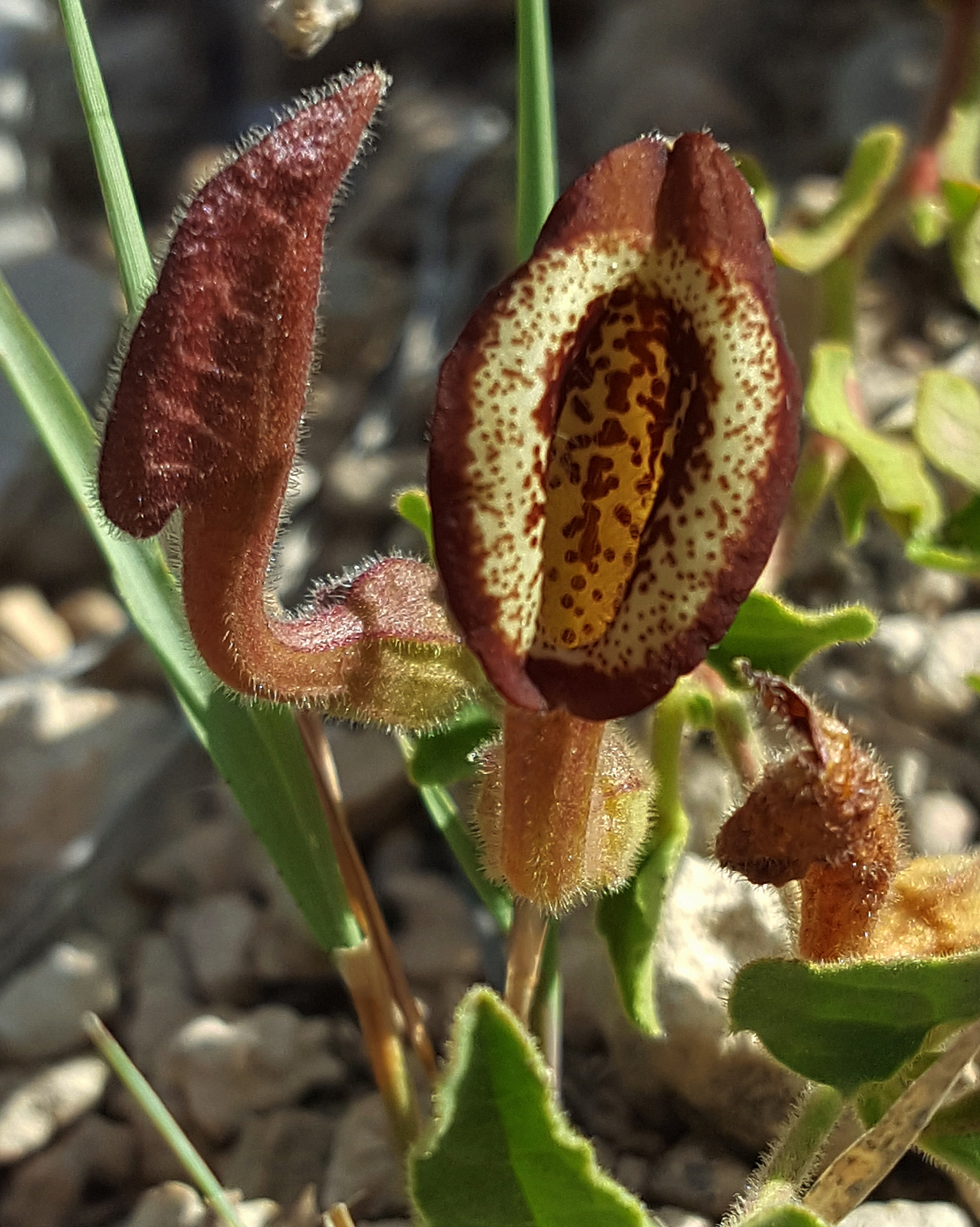 Aristolochia coryi