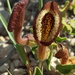 Aristolochia coryi - Photo (c) Bill Freiheit, μερικά δικαιώματα διατηρούνται (CC BY-NC), uploaded by Bill Freiheit
