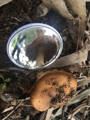 Cortinarius ochraceofulvus