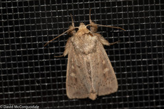 Leucania pseudargyria