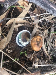 Cortinarius ochraceofulvus