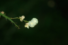 Acacia alata