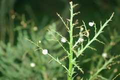 Acacia alata
