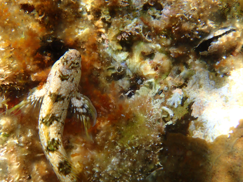 Montagu's blenny (Coryphoblennius galerita) — Blenniidae — 5