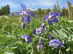 Aquilegia jucunda