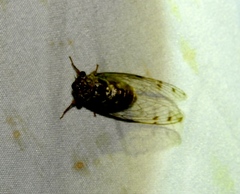 Diceroprocta tepicana