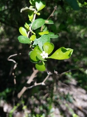 Randia obcordata