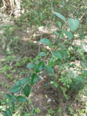 Randia obcordata