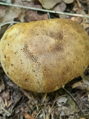 Scleroderma citrinum