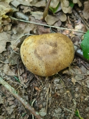 Scleroderma citrinum