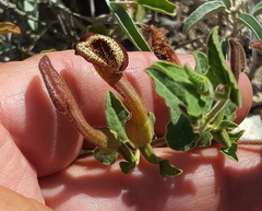 Aristolochia coryi