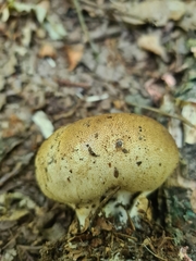 Scleroderma citrinum