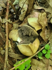 Scleroderma citrinum