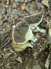 Scleroderma citrinum